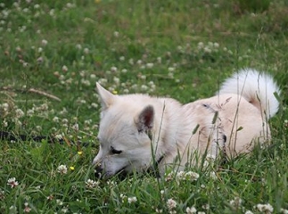 buhund norvégien